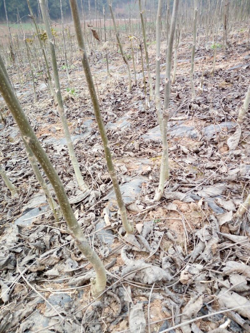 薄壳香核桃苗一年苗50~100cm