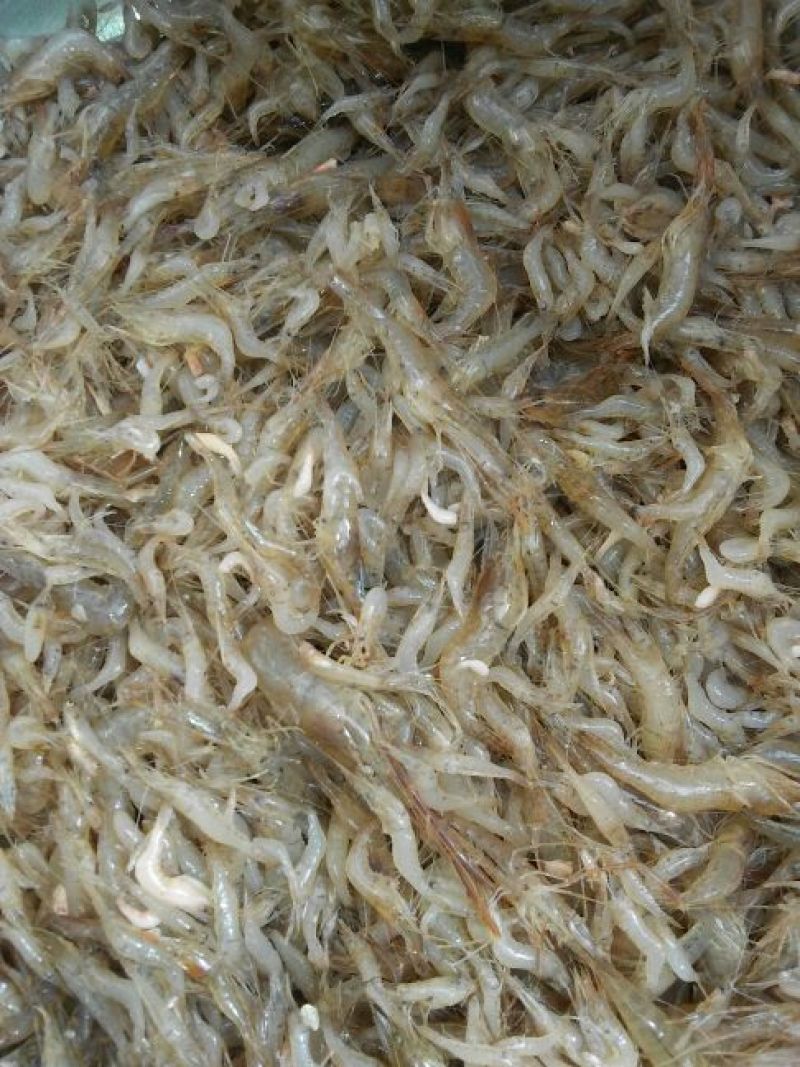 河虾冰鲜虾26~30只/kg