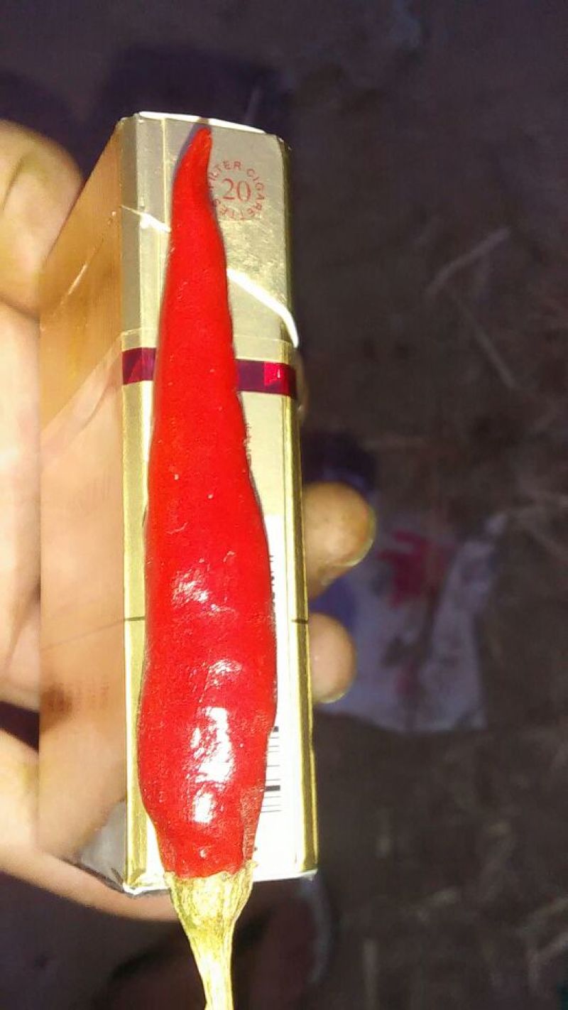三樱椒八号精品9成干以上