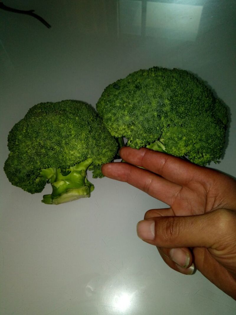 西兰花，抗热品种，耐寒品种，即将上市，