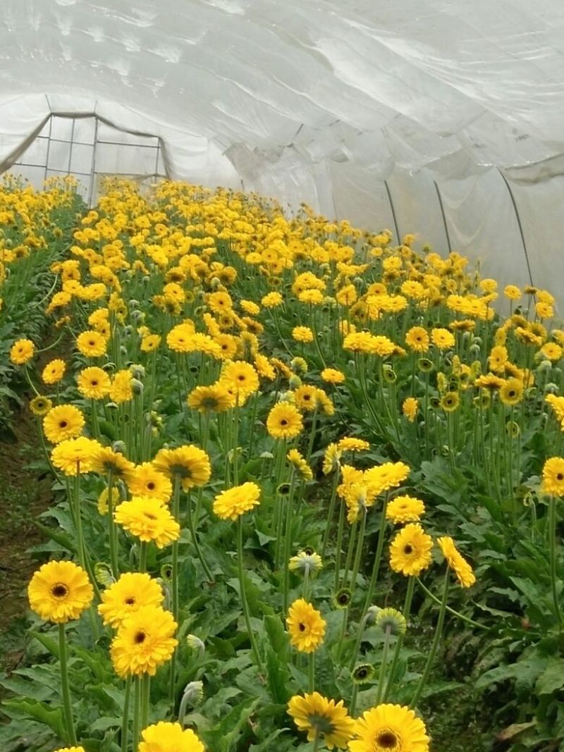 非洲菊鲜切花18枝一扎浙江海宁基地发货