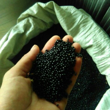 白鲜皮