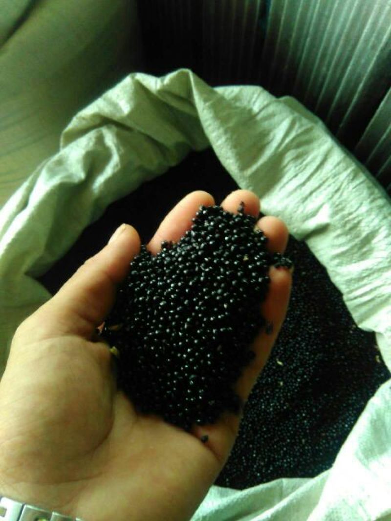 白鲜皮