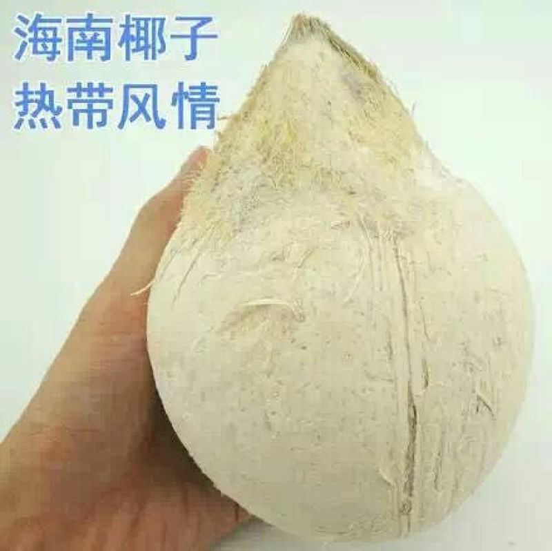 椰青5~6斤