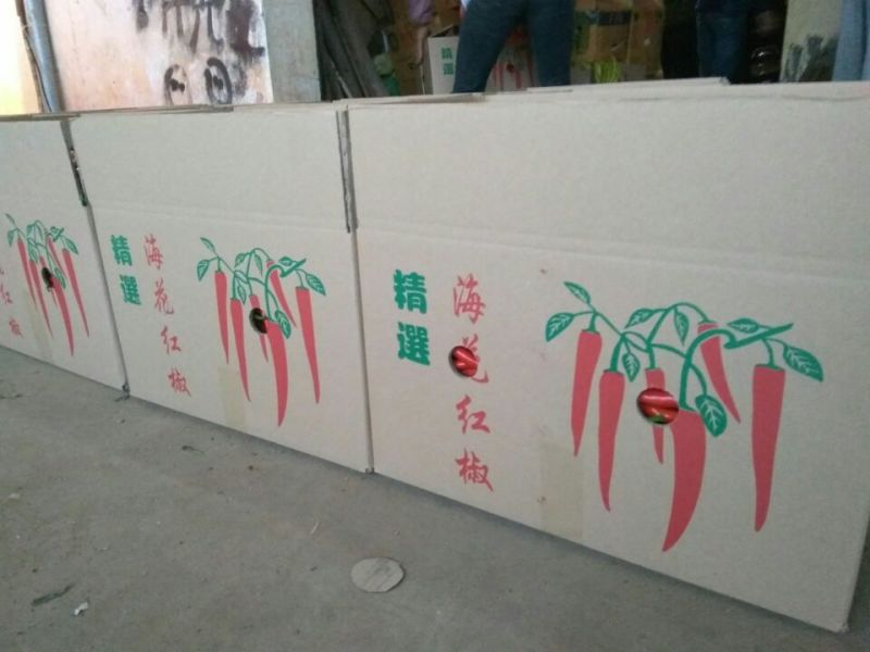 海花红美人椒，鲜辣椒现货供应中产地代办诚信合作