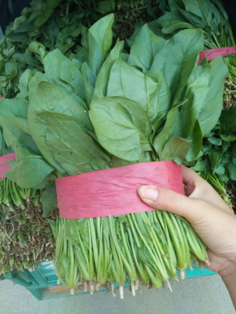 大叶菠菜20~25厘米