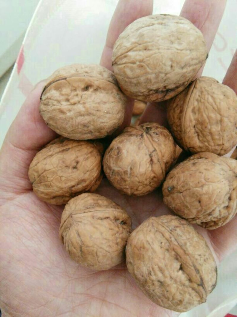 核桃去皮干