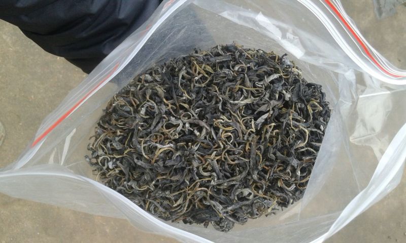 本山茶二级