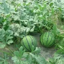 京欣西瓜8斤打底8成熟1茬