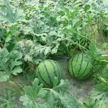 京欣西瓜8斤打底8成熟1茬