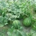 京欣西瓜8斤打底8成熟1茬