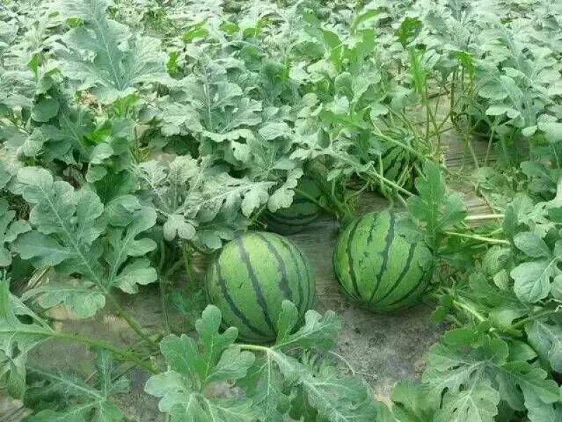 京欣西瓜8斤打底8成熟1茬