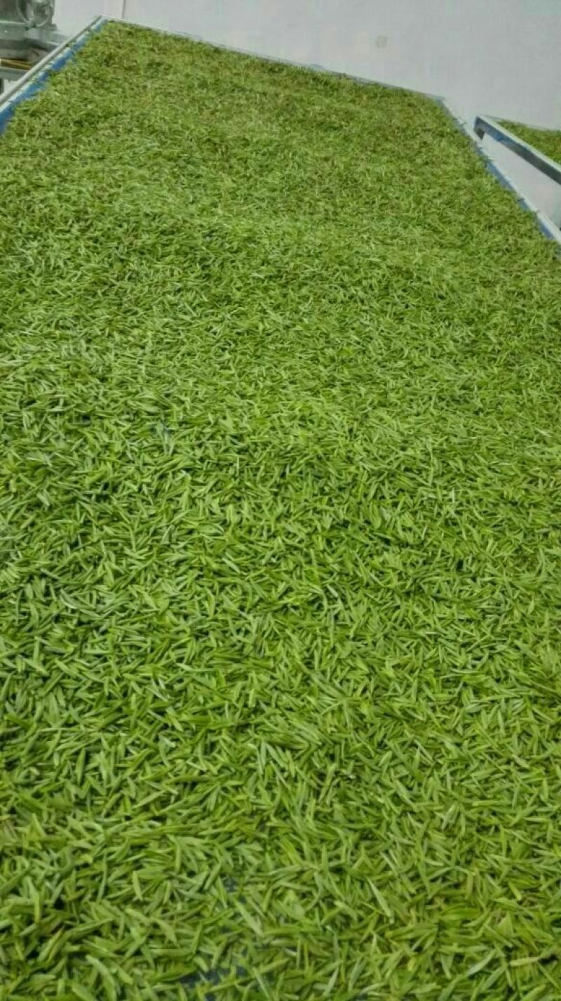 石阡苔茶一级