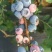南高丛蓝莓10~12mm以上
