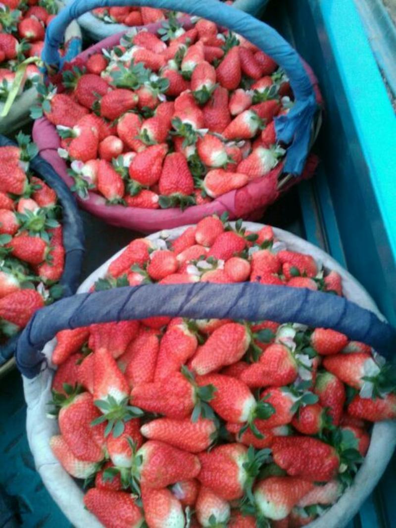 妙香草莓20克以上