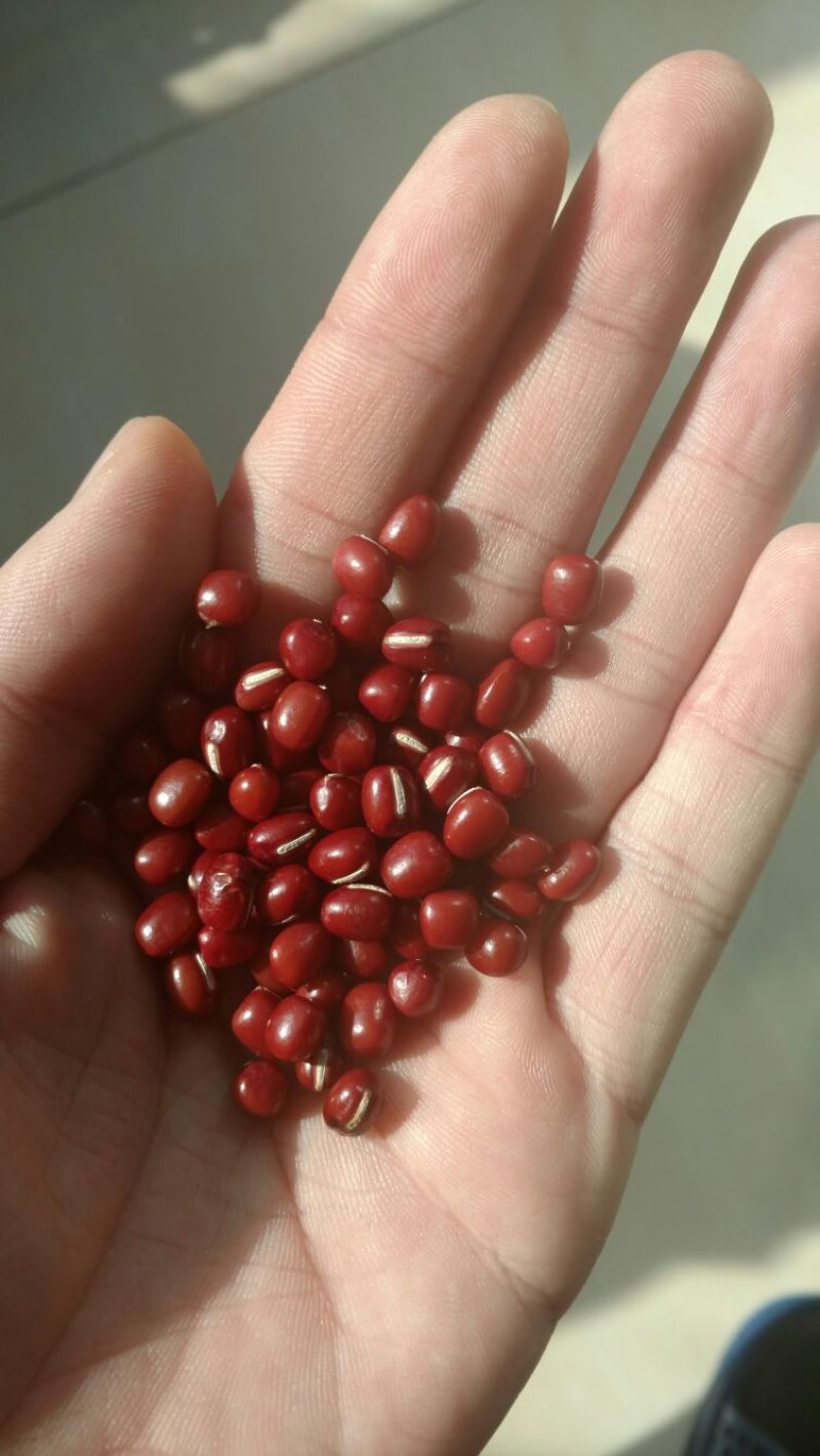 红小豆散装