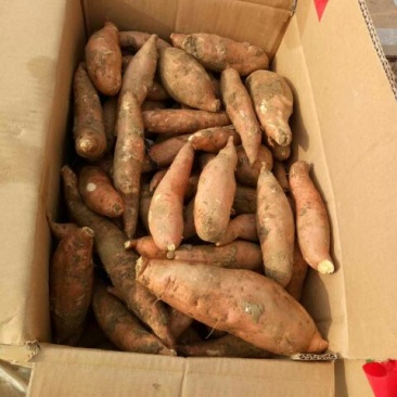 龙薯9号红心3两以上