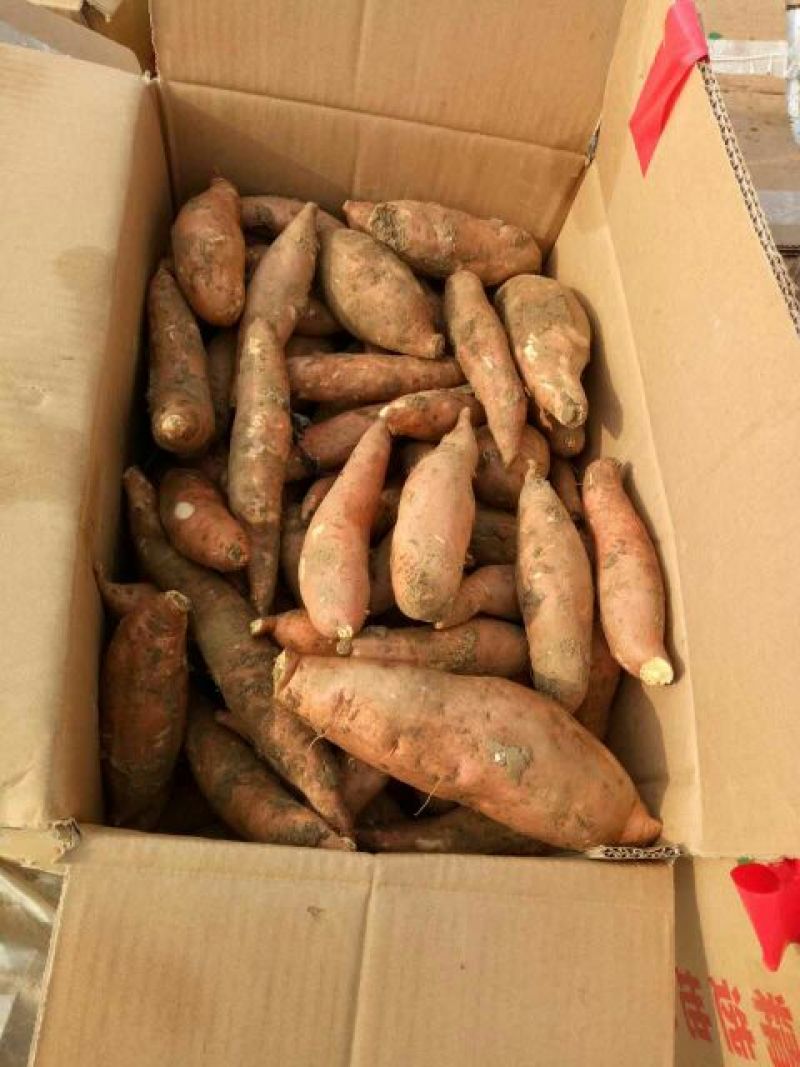 龙薯9号红心3两以上