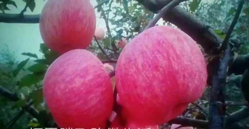 烟台红富士苹果，条红，片红，冰糖心
