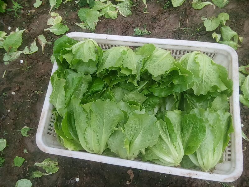 意大利生菜6两~7两