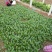 越冬菠菜15~20厘米