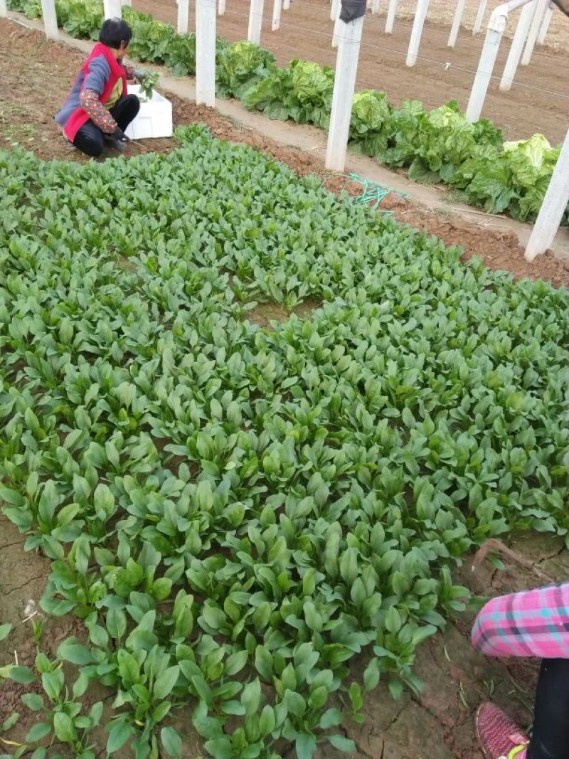 越冬菠菜15~20厘米