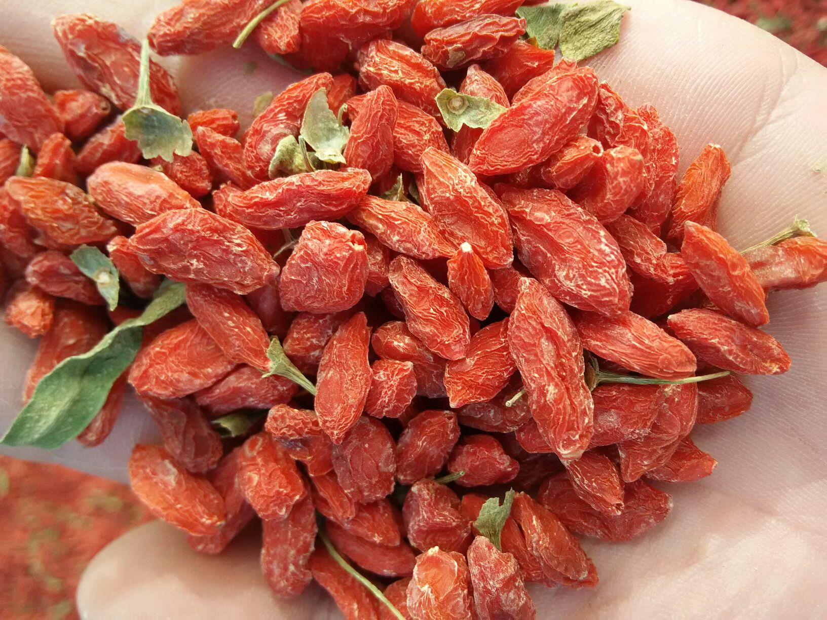 甘肃酒泉市瓜州县红枸杞 二茬批发_邱依军供应