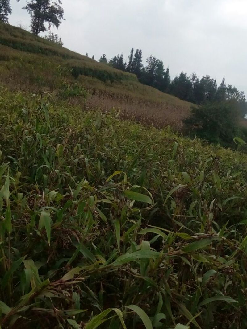 薏米，云南文山主产区