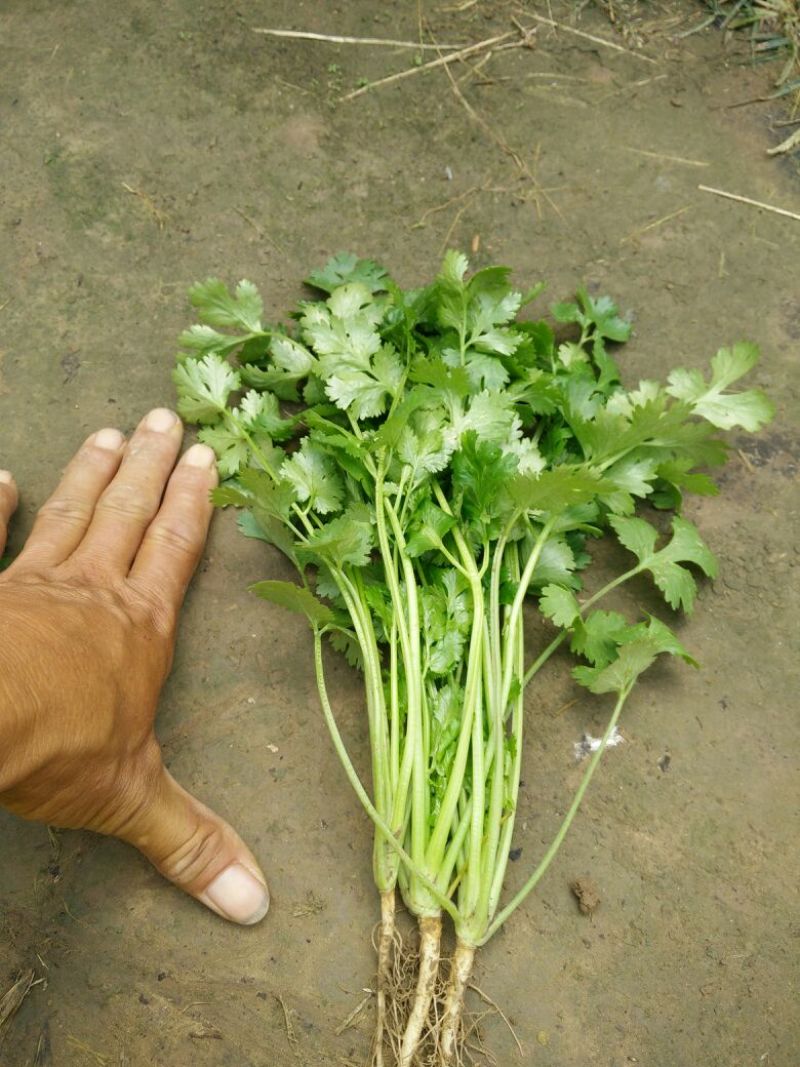 大叶菠菜35~40厘米