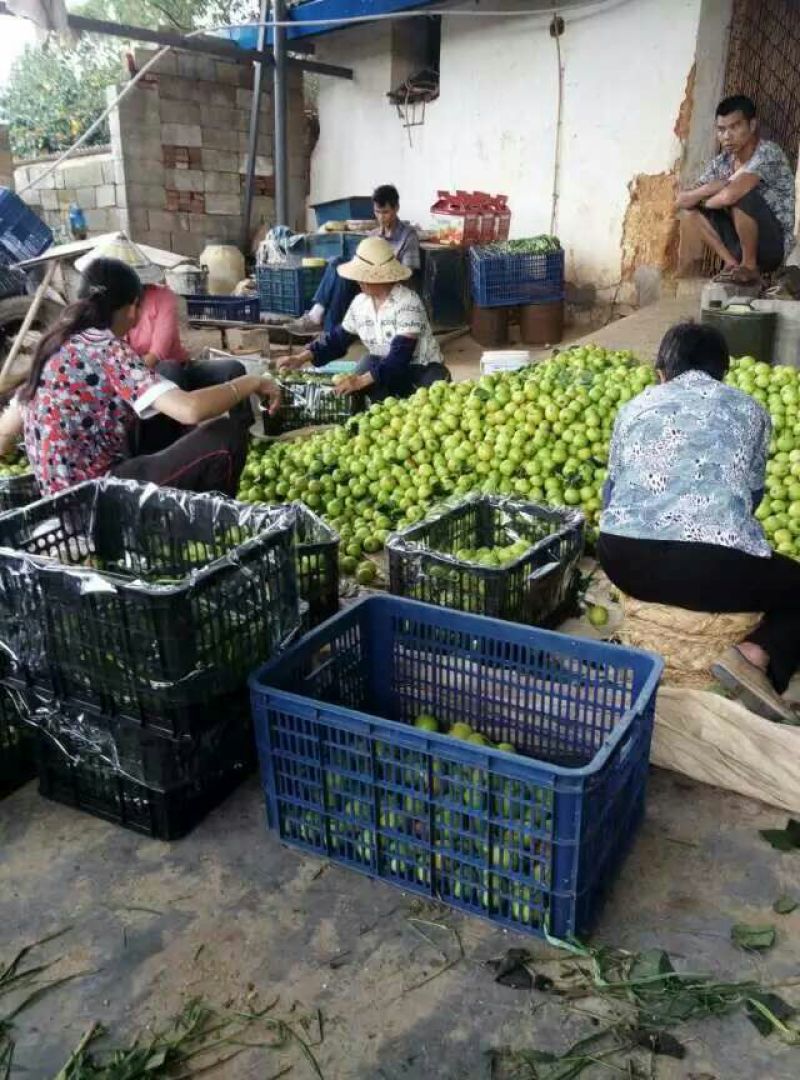 贵妃梨100~300g光果产地直销无中间环节价格合理