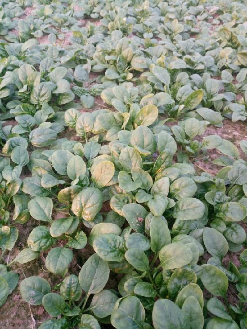 越冬菠菜15~20厘米