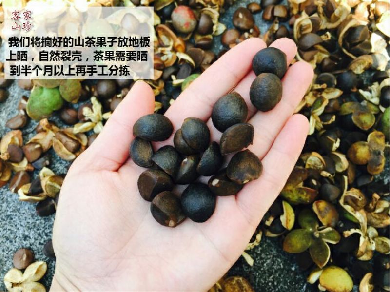 油茶籽100%以上