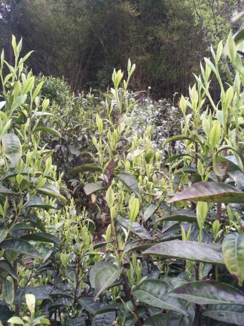 本山茶一级
