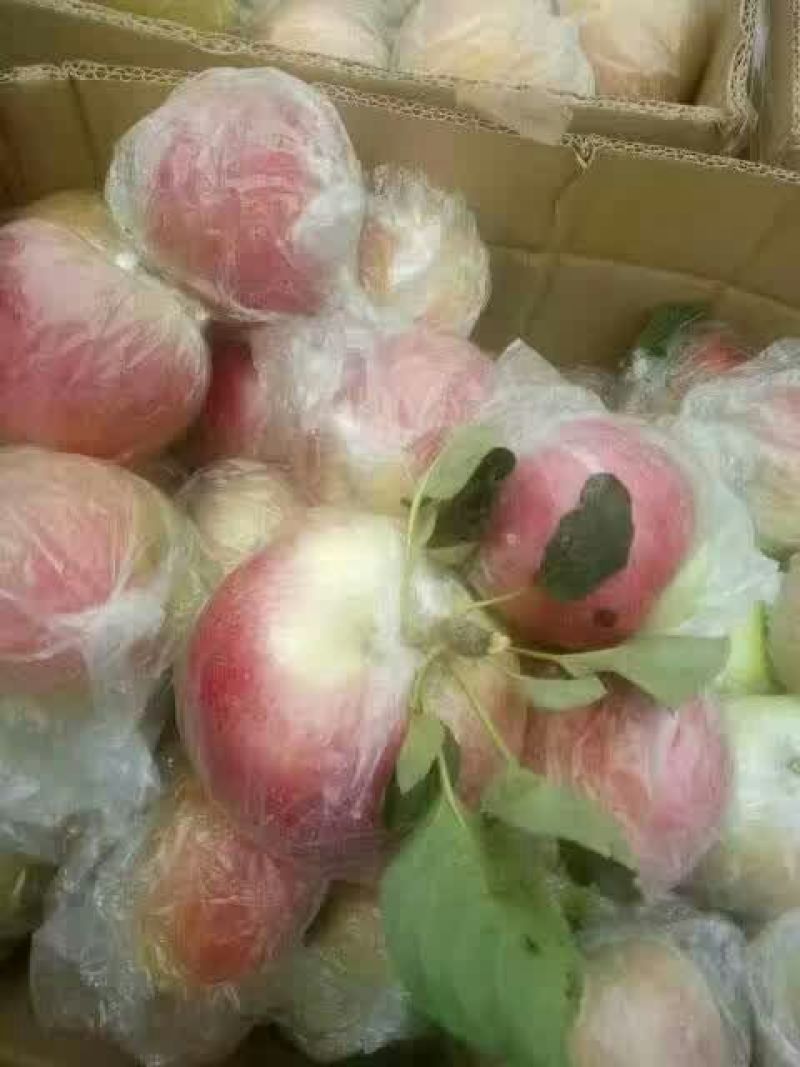 美八，苹果膜袋，纸袋苹果基地苹果批发