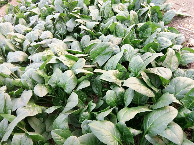 大叶菠菜15~20厘米