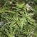 东台荠菜野生荠菜种植荠菜当季时令新鲜蔬菜现挖