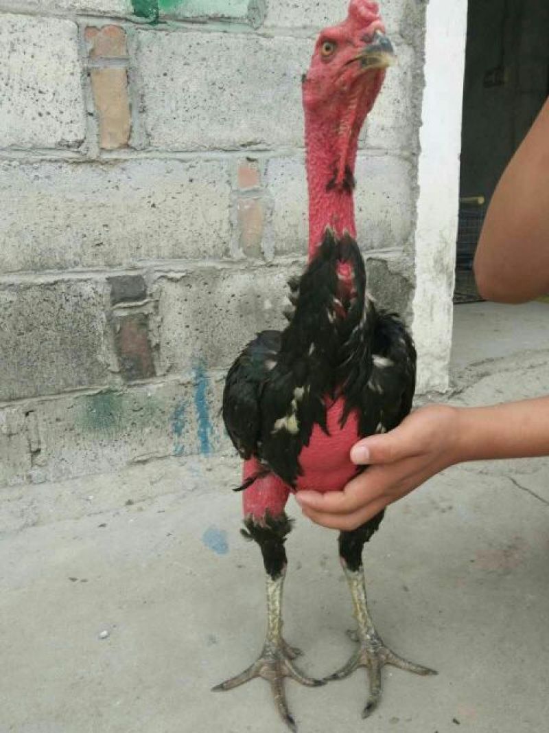 斗鸡苗1斤以上