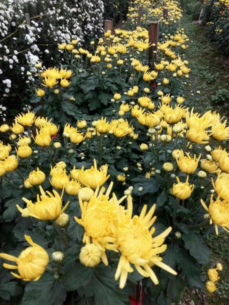 菊花茶开花