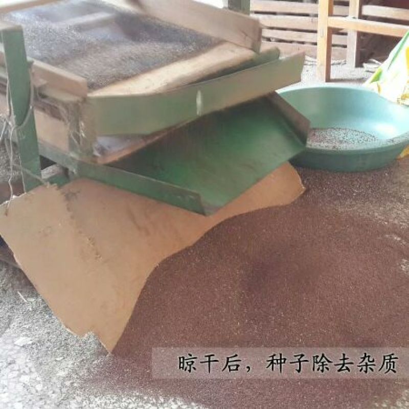 猕猴桃种子