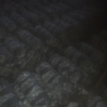 平菇菌棒23×55产地直发质量保证免费技术指导