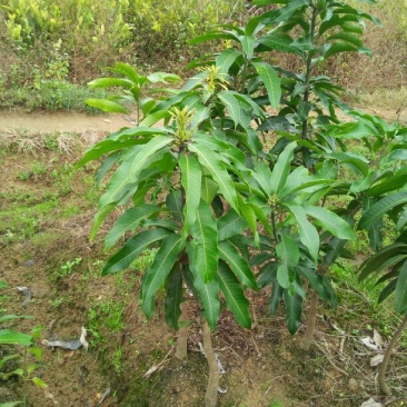 芒果树苗，广西芒果树苗，台农苗1m以下，电话联系