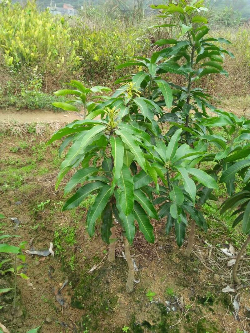 芒果树苗，广西芒果树苗，台农苗1m以下，电话联系