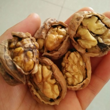 山核桃去皮
