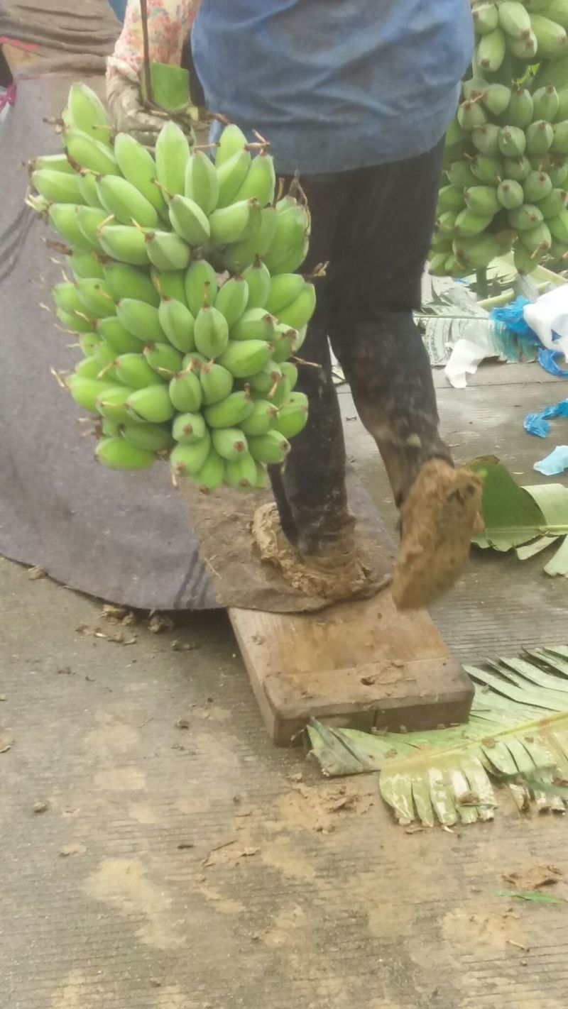 粉蕉九成熟