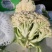 白花菜散装
