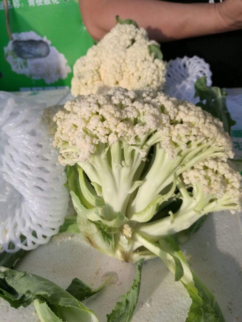 白花菜散装