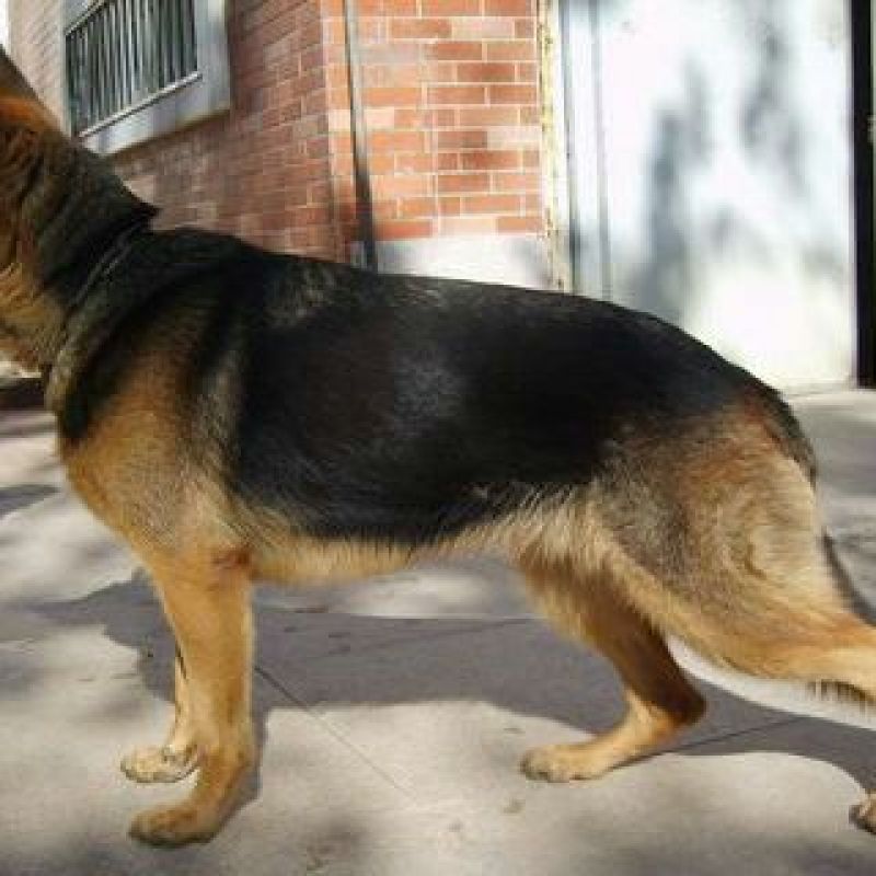 牧羊犬公幼年放牧犬公母都有任意挑选长毛德牧短毛德牧幼
