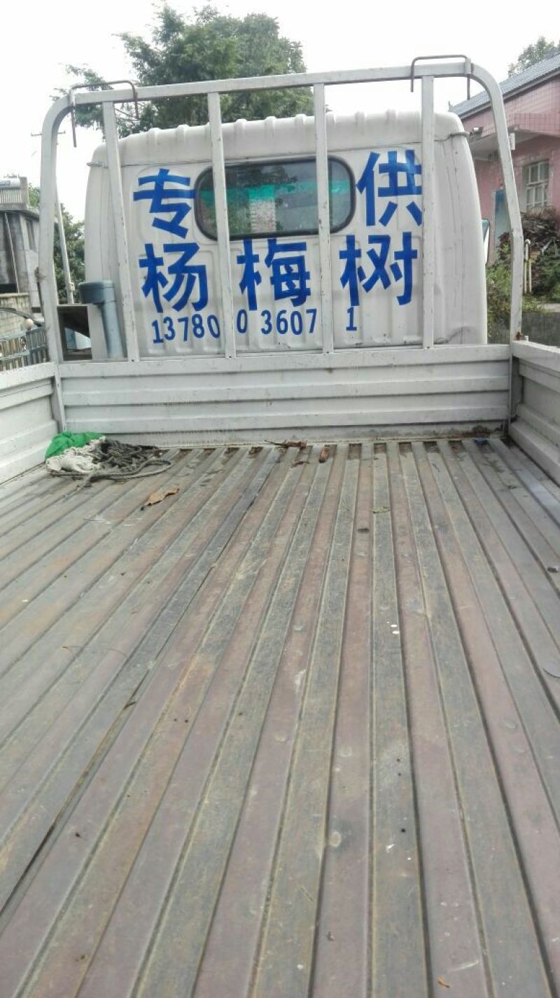 杨梅树30~50cm