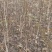 泰安本地核桃苗二年苗50~100cm