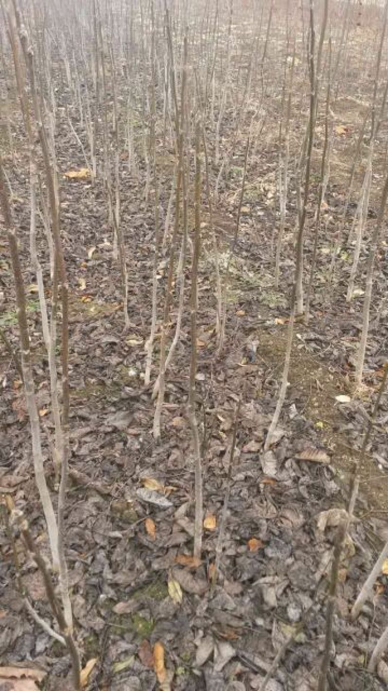 泰安本地核桃苗二年苗50~100cm